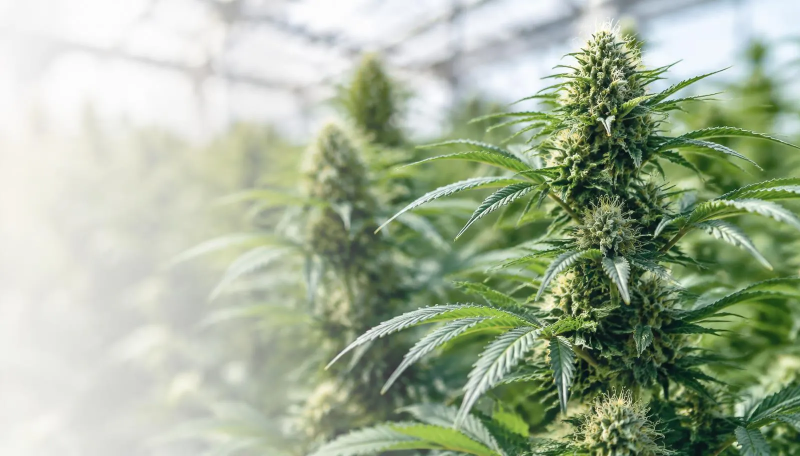 Close-up of healthy cannabis plants in a bright greenhouse